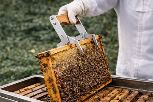 Stainless Steel Beekeeping Frame Grip with Wooden Handle