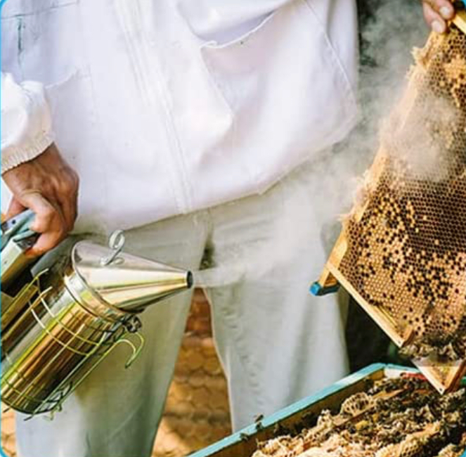Stainless Steel Beekeeping Smoker with Heat Shield